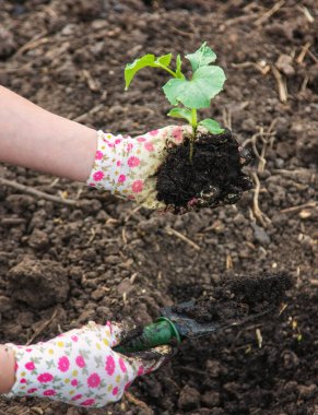 Çiftçi bahçeye kabak ekiyor. Seçici odaklanma. Doğa.