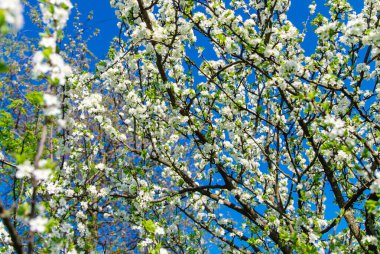 Baharda bahçede kiraz çiçekleri açar. Seçici odaklanma. Doğa.