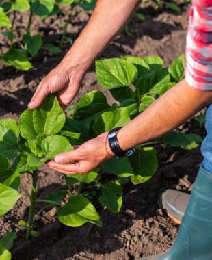 Bir çiftçinin elinde bir tarlada ayçiçeği filizleniyor. Seçici odaklanma. Doğa.