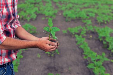 Bir çiftçinin elinde bir tarlada ayçiçeği filizleniyor. Seçici odaklanma. Doğa.