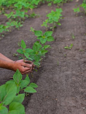 Bir çiftçinin elinde bir tarlada ayçiçeği filizleniyor. Seçici odaklanma. Doğa.