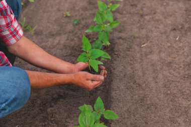 Bir çiftçinin elinde bir tarlada ayçiçeği filizleniyor. Seçici odaklanma. Doğa.