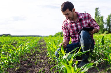 Tarladaki mısır filizleri çiftçinin elinde büyüyor. Seçici odaklanma. Doğa.