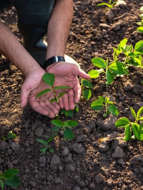 Tarlada bir çiftçinin elinde büyüyen soya fasulyesi filizleri. Seçici odaklanma. Doğa.