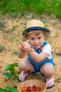 Bir çocuk bahçede çilek yer. Seçici odaklanma. Yiyecek..