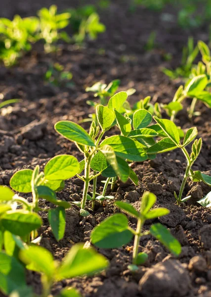 Soya fasulyesi filizleri tarlada yetişir. Seçici odaklanma. Doğa.