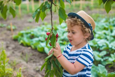 Bir çocuk bahçede kiraz topluyor. Seçici odaklanma. Doğa.