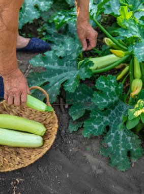 Bir kadın çiftçi elinde kabak hasadı tutuyor. Seçici odaklanma. Yiyecek..