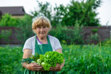 Bir kadın çiftçi elinde sebze hasadı tutuyor. Seçici odaklanma. Yiyecek..