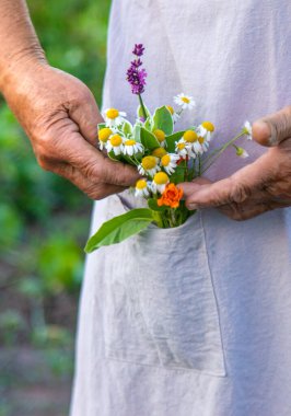 Yaşlı bir kadın elinde şifalı bitkiler ve çiçekler tutuyor. Seçici odaklanma. Doğa.