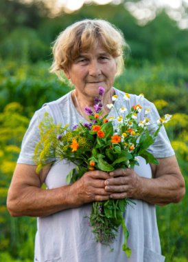 Yaşlı bir kadın elinde şifalı bitkiler ve çiçekler tutuyor. Seçici odaklanma. Doğa.