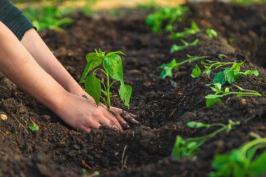 Kadın bir çiftçi bahçesine biber ekiyor. Seçici odaklanma. Doğa.