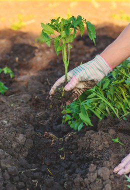 Kadın çiftçi bahçeye domates tohumu ekiyor. Seçici odaklanma. Doğa.