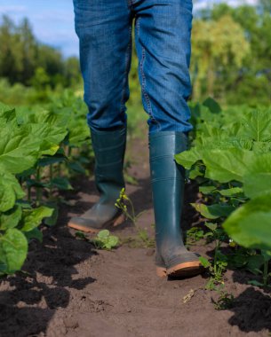 Bir çiftçinin elinde bir tarlada ayçiçeği filizleniyor. Seçici odaklanma. Doğa.