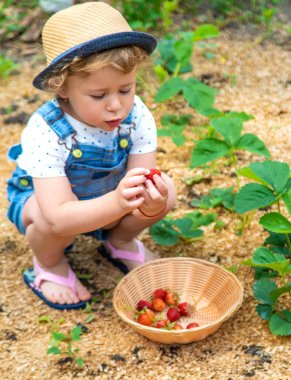 Bir çocuk bahçede çilek yer. Seçici odaklanma. Yiyecek..