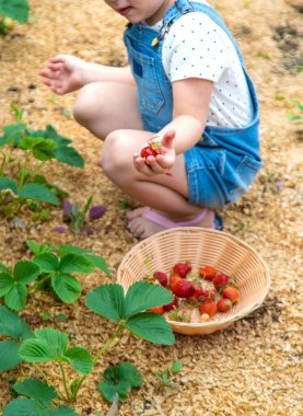 Bir çocuk bahçede çilek yer. Seçici odaklanma. Yiyecek..