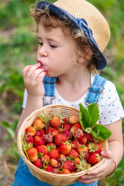 Bir çocuk bahçede çilek yer. Seçici odaklanma. Yiyecek..