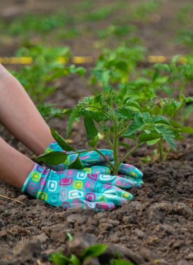 Bir çiftçi bahçede domates yetiştirir. Seçici odaklanma. Doğa.