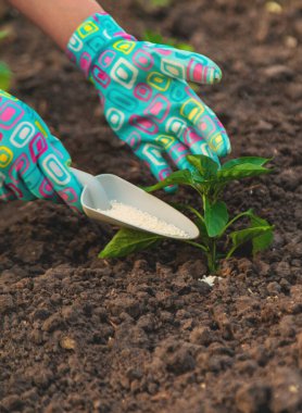Bir çiftçi bahçedeki domatesleri gübreyle gübreler. Seçici odaklanma. Doğa.