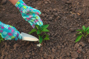 Bir çiftçi bahçedeki domatesleri gübreyle gübreler. Seçici odaklanma. Doğa.
