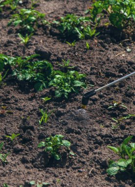 Haşereler için patates spreyi. Seçici odaklanma. Doğa.