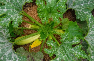 bahçede büyüyen kabak. Seçmeli odak. Doğa.