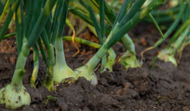 Bahçede soğan yetişiyor. Seçici odaklanma. Doğa.