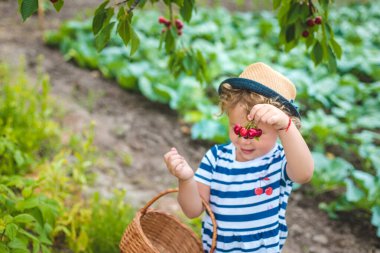 Bir çocuk bahçede kiraz topluyor. Seçici odaklanma. Doğa.