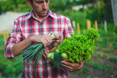 Çiftçi bir adam elinde sebze hasadı tutuyor. Seçici odaklanma. Yiyecek..