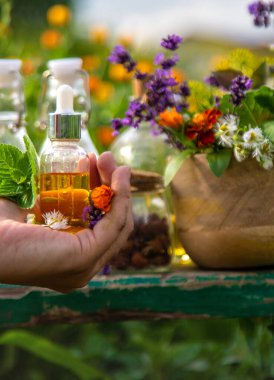 Bitkiler, bitkiler, doğa, alternatif tıp. Seçici odak Doğa