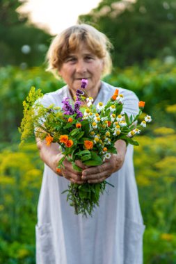 Yaşlı bir kadın elinde şifalı bitkiler ve çiçekler tutuyor. Seçici odaklanma. Doğa.