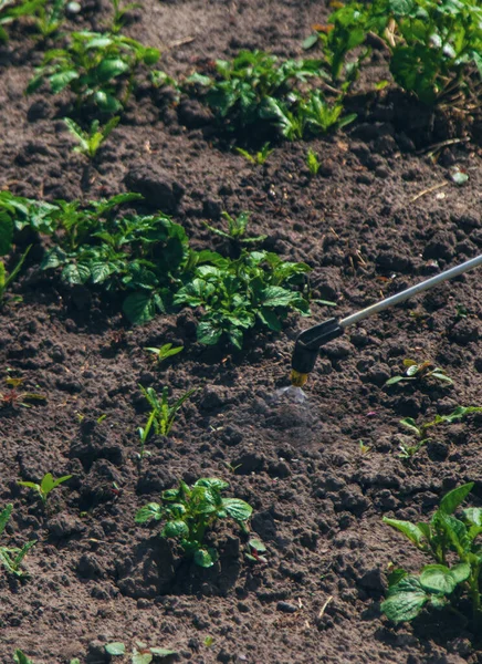 Haşereler için patates spreyi. Seçici odaklanma. Doğa.