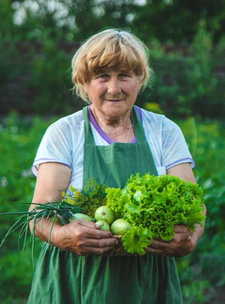Bir kadın çiftçi elinde sebze hasadı tutuyor. Seçici odaklanma. Yiyecek..