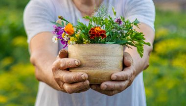 Yaşlı bir kadın elinde şifalı bitkiler ve çiçeklerle havan topu tutuyor. Seçici odaklanma. Doğa.