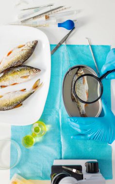 Laboratuvarda araştırma balığı var. Seçici odaklanma. yiyecek.