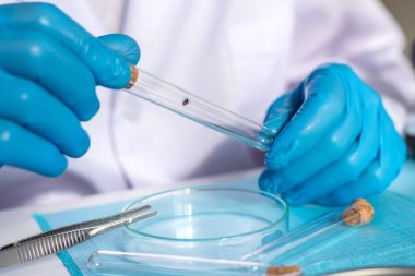 Laboratuvarda kene inceleyin. Seçici odaklanma. Doğa.