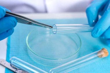 Laboratuvarda kene inceleyin. Seçici odaklanma. Doğa.