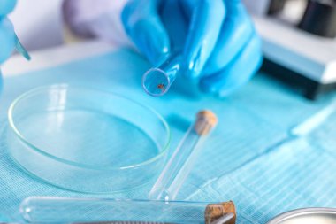 Laboratuvarda kene inceleyin. Seçici odaklanma. Doğa.