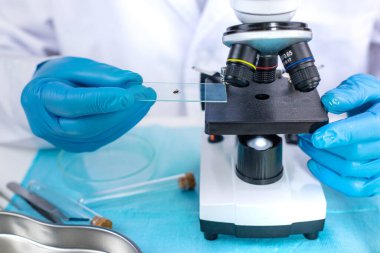 Laboratuvarda kene inceleyin. Seçici odaklanma. Doğa.