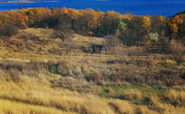 Sonbahar ormanında terk edilmiş bir kulübe. Seçici odaklanma. Doğa.