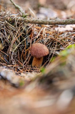 Ormanda mantar topluyor. Seçici odaklanma. Doğa.