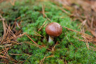 Ormanda mantar topluyor. Seçici odaklanma. Doğa.