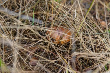 Ormanda mantar topluyor. Seçici odaklanma. Doğa.