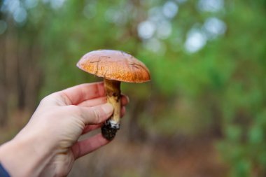 Ormanda mantar topluyor. Seçici odaklanma. Doğa.