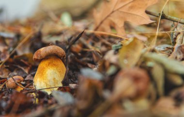 Ormanda mantar topluyor. Seçici odaklanma. Doğa.
