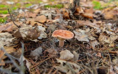 Ormanda mantar topluyor. Seçici odaklanma. Doğa.