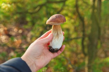 Ormanda mantar topluyor. Seçici odaklanma. Doğa.