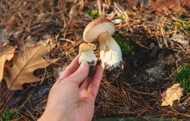 Ormanda mantar topluyor. Seçici odaklanma. Doğa.