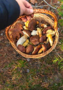 Ormanda mantar topluyor. Seçici odaklanma. Doğa.