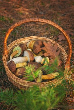 Ormanda mantar topluyor. Seçici odaklanma. Doğa.